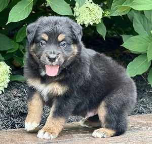 Buddy Bear